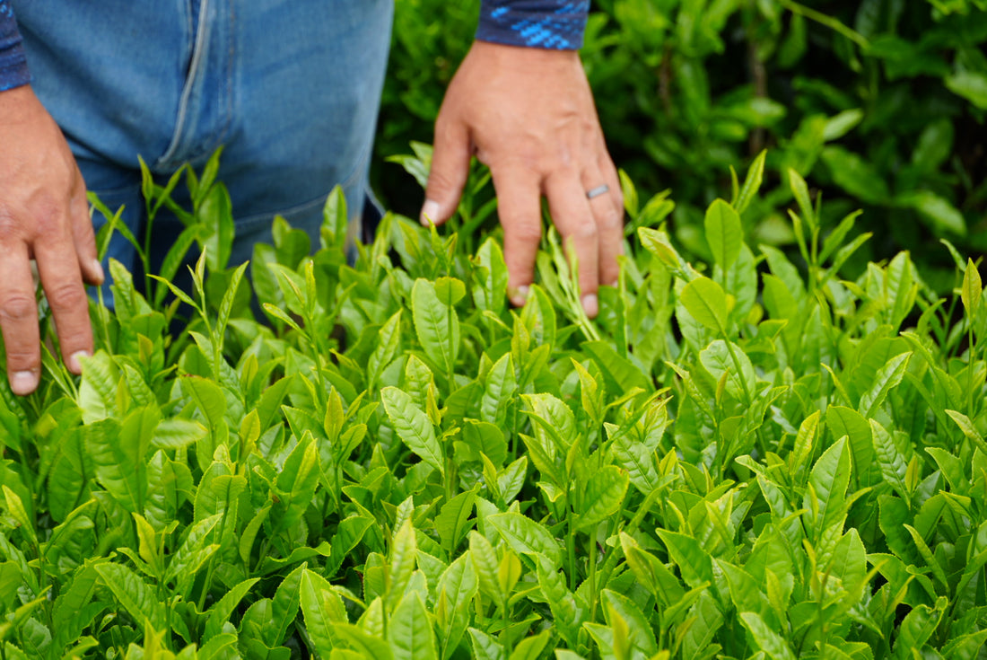 Where our Matcha comes from