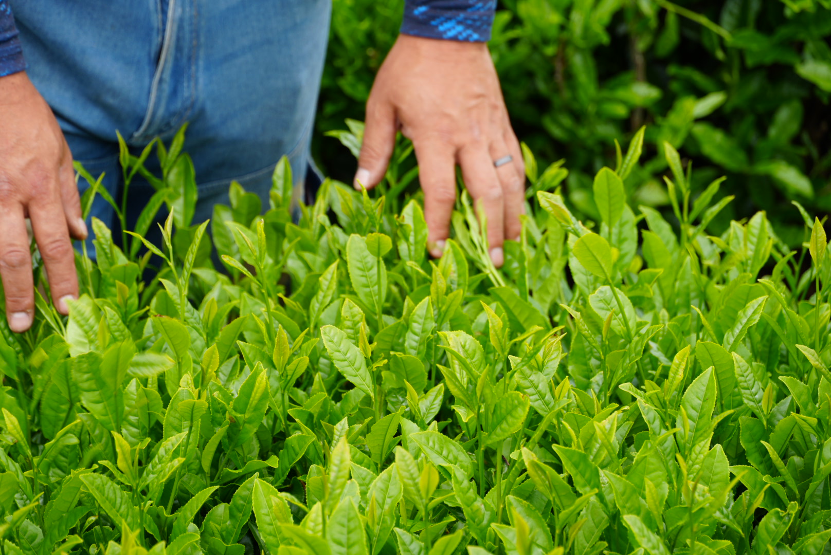 Where our Matcha comes from