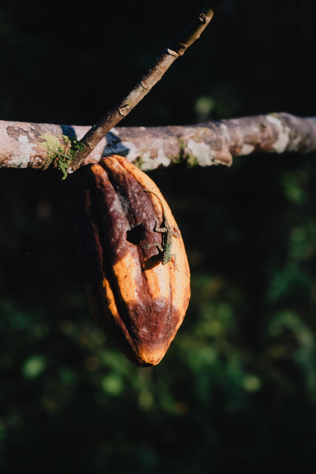Cacao Benefits: What Science Actually Says